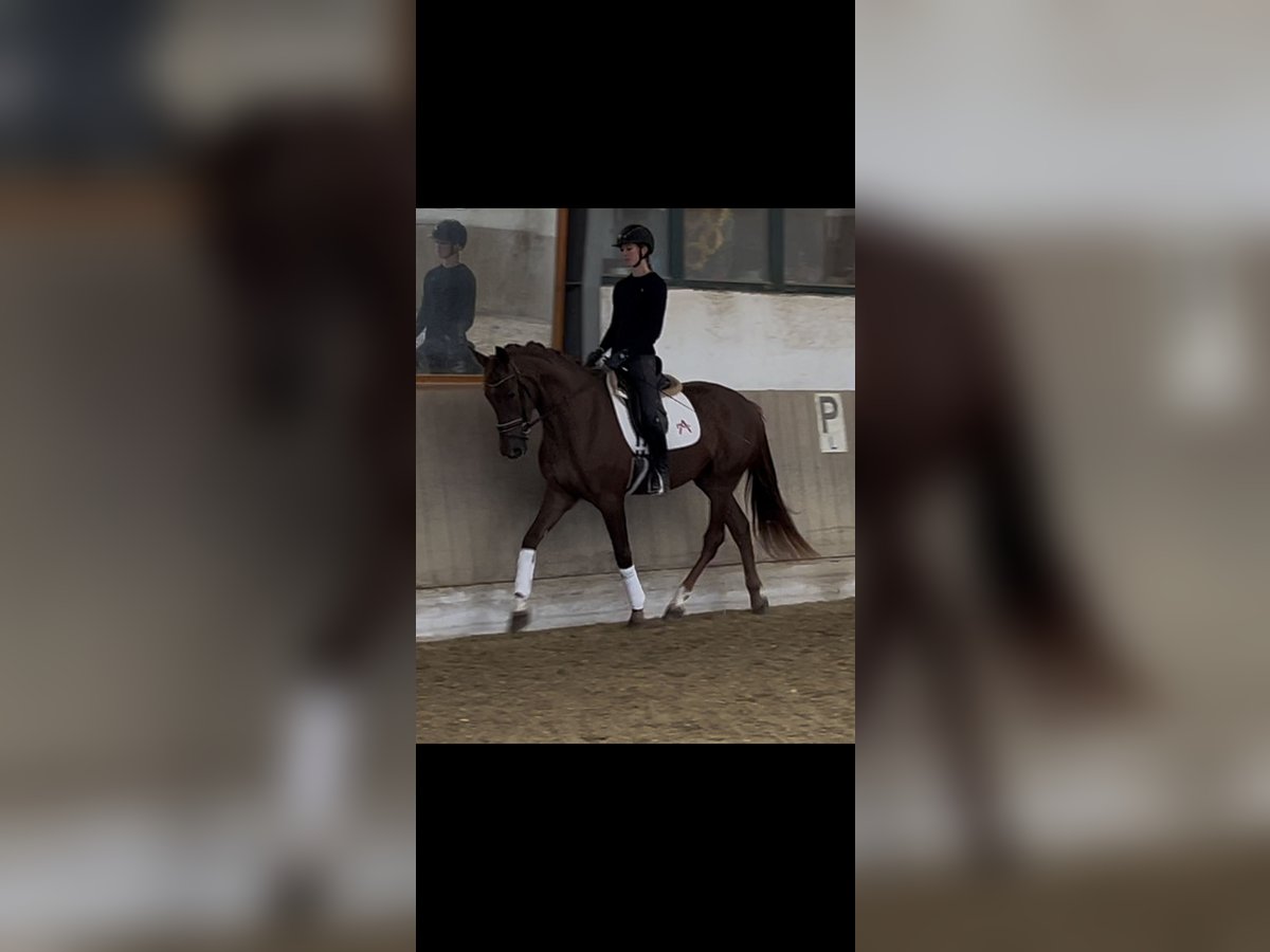 Austriacki koń gorącokrwisty Klacz 3 lat 171 cm Ciemnokasztanowata in Heiligenkreuz