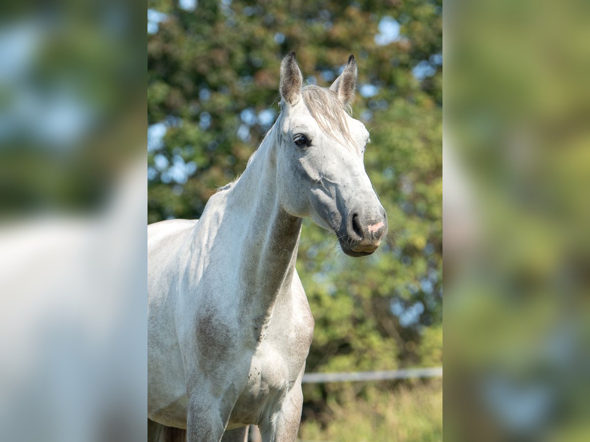 Austriacki koń gorącokrwisty Klacz 4 lat 158 cm Siwa in Bad Blumau