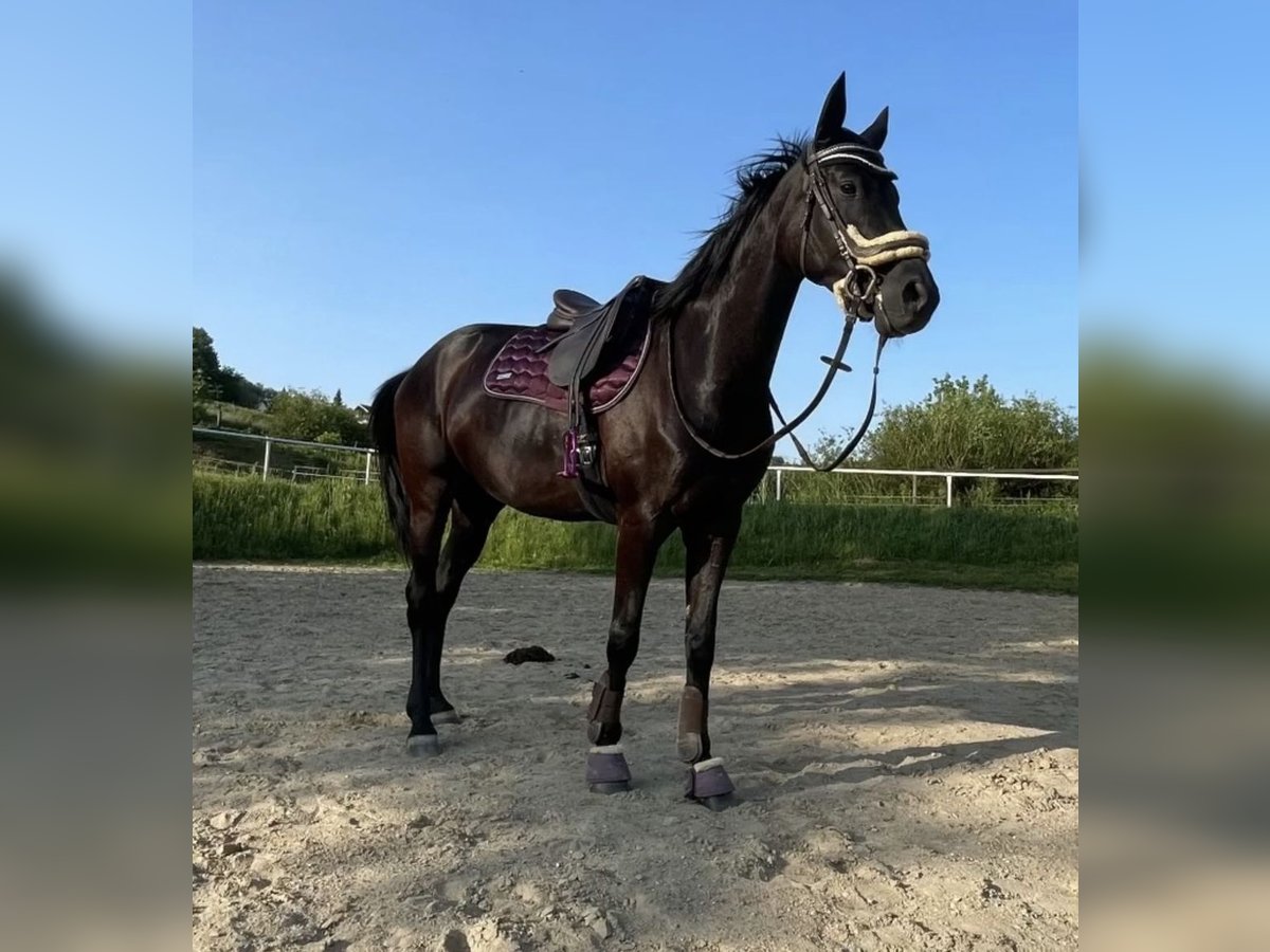 Austriacki koń gorącokrwisty Klacz 4 lat 162 cm Kara in Rudersdorf