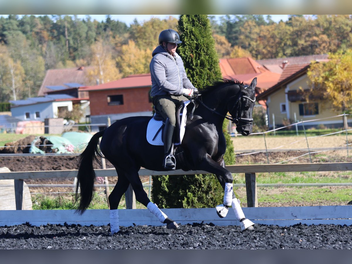 Austriacki koń gorącokrwisty Klacz 4 lat 163 cm Kara in St Marein bei Graz