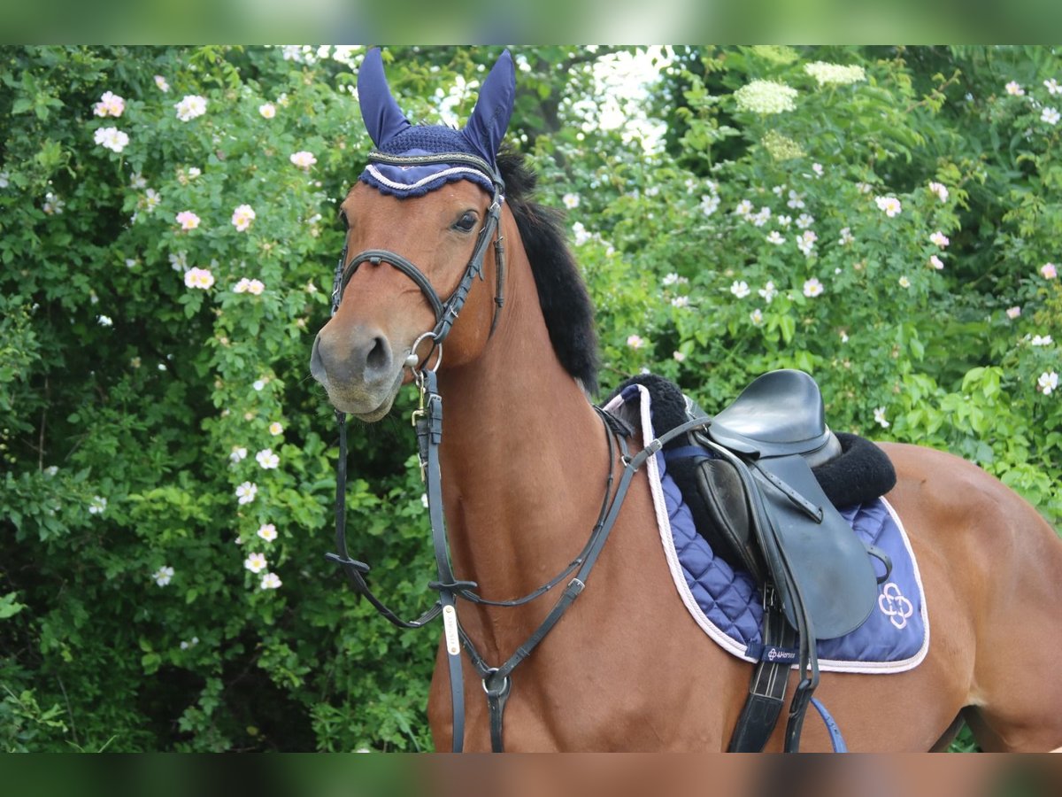 Austriacki koń gorącokrwisty Klacz 5 lat 155 cm Gniada in G&#xF6;tzendorf an der Leitha