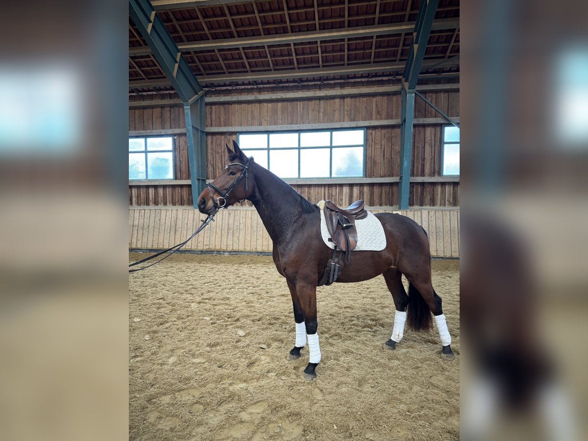 Austriacki koń gorącokrwisty Klacz 5 lat 168 cm Gniada in Bamberg