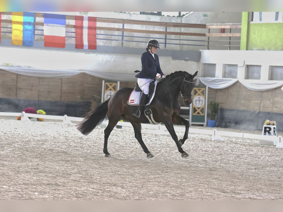 Austriacki koń gorącokrwisty Klacz 6 lat 167 cm Gniada in St Marein bei Graz