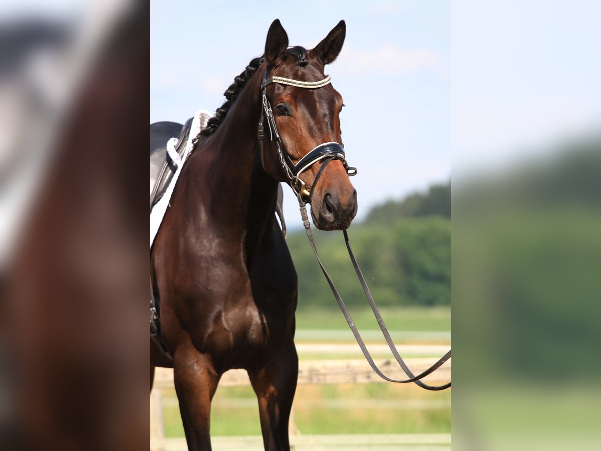 Austriacki koń gorącokrwisty Klacz 6 lat 172 cm Ciemnogniada in St Marein bei Graz