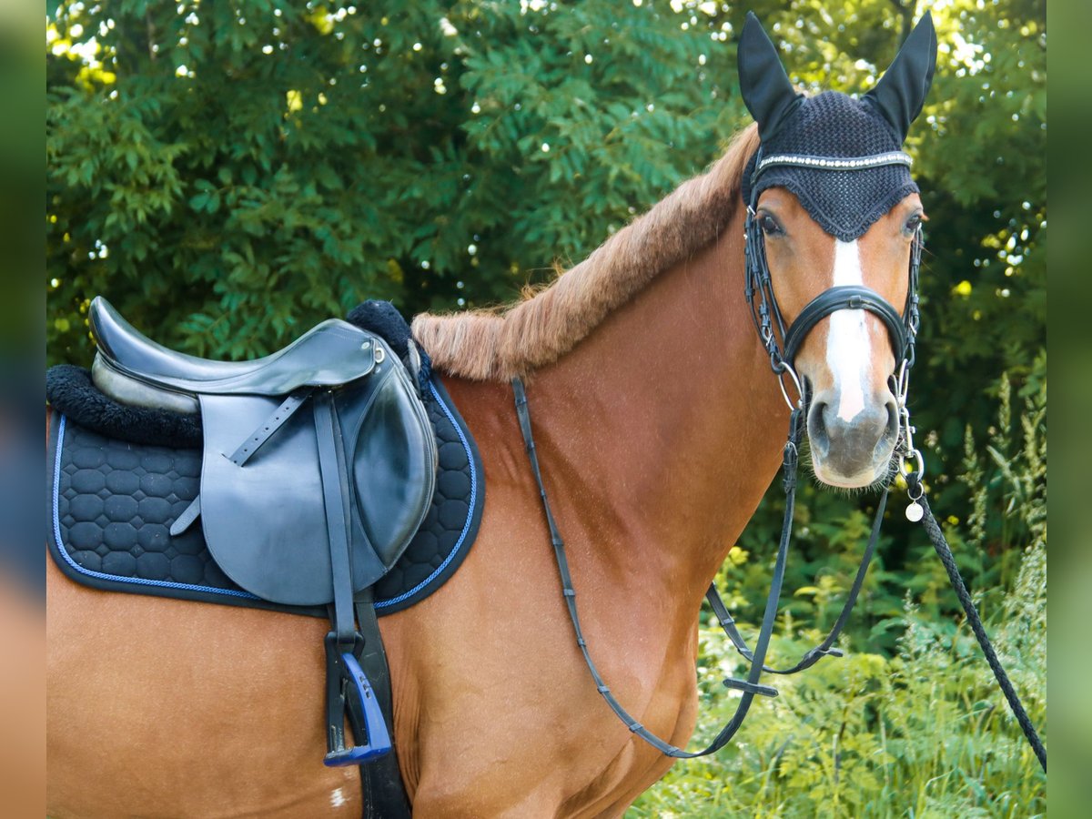 Austriacki koń gorącokrwisty Klacz 7 lat 162 cm Kasztanowata in Götzendorf an der Leitha