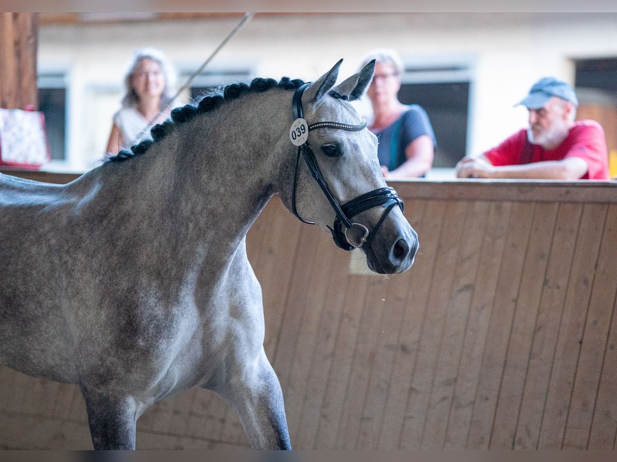 Austriacki koń gorącokrwisty Klacz 7 lat 168 cm Siwa jabłkowita in Güssing