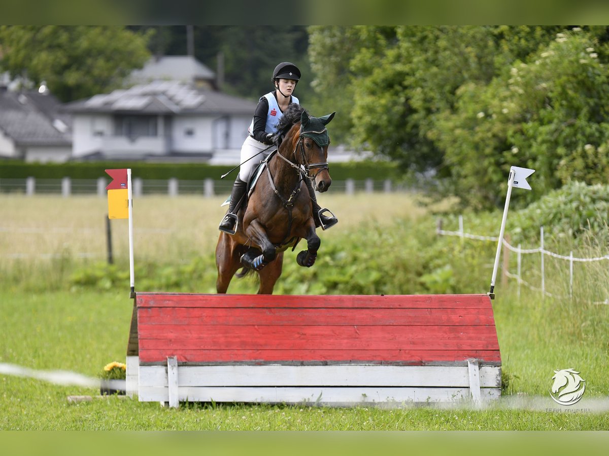 Austriacki koń gorącokrwisty Klacz 8 lat 165 cm Gniada in Neumarkt