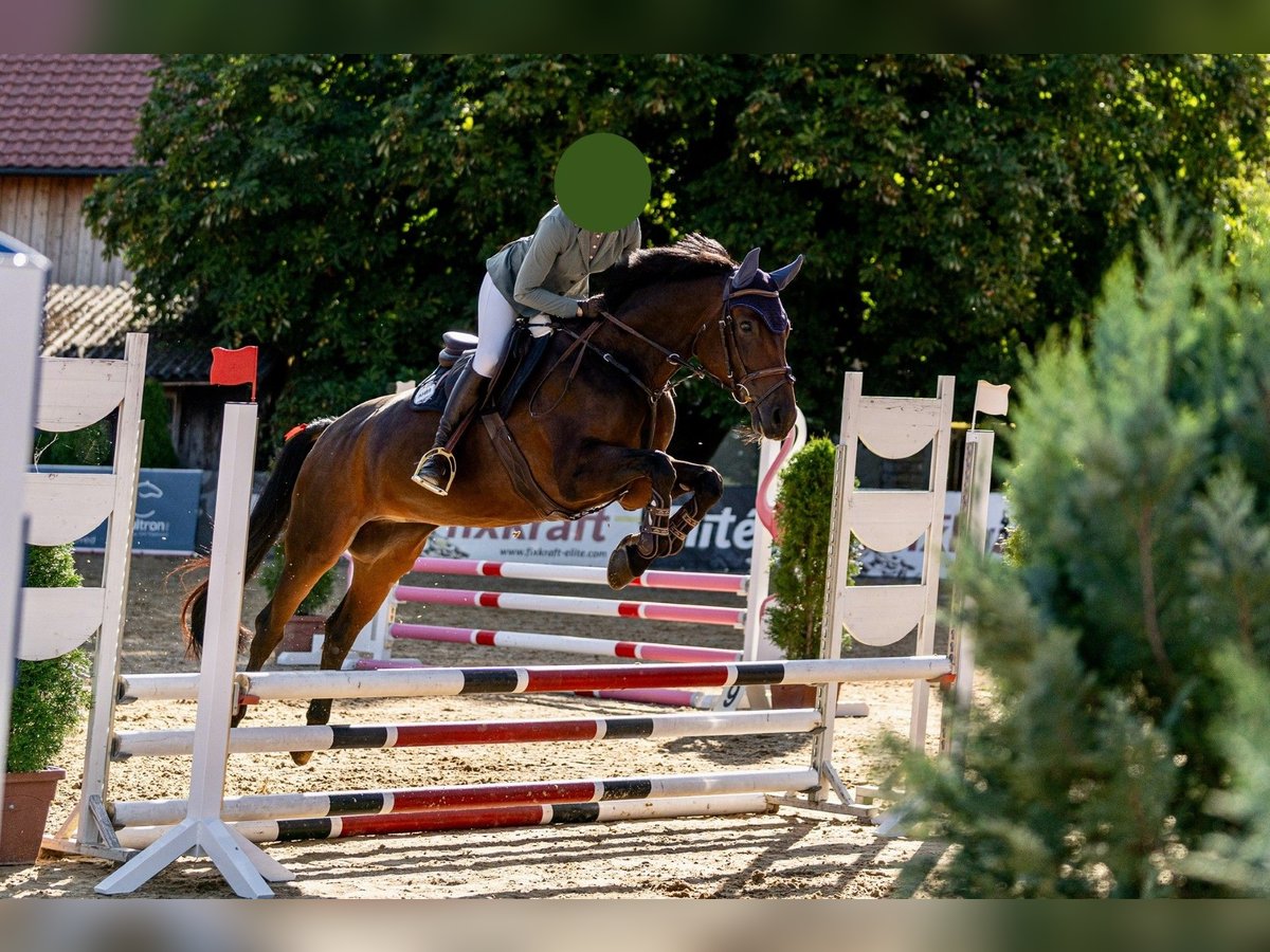 Austriacki koń gorącokrwisty Klacz 8 lat 167 cm Skarogniada in Kothgumprechting