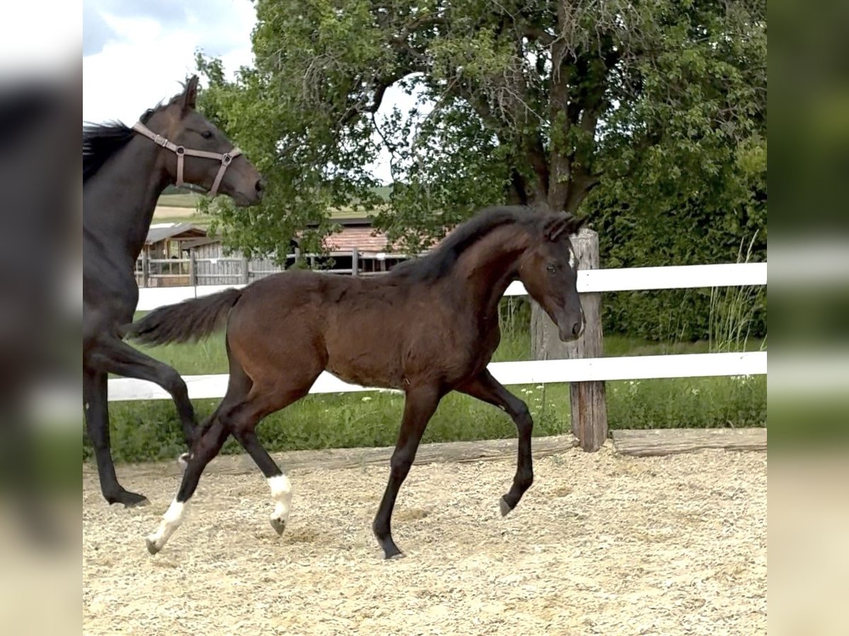 Austriacki koń gorącokrwisty Klacz  172 cm Ciemnogniada in Tiefenbach