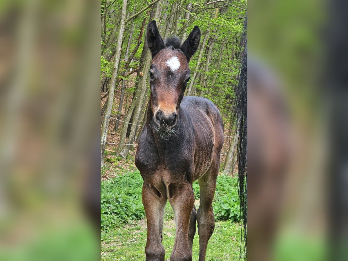 Austriacki koń gorącokrwisty Klacz Źrebak (04/2024) 180 cm Skarogniada in Minihof-Liebau