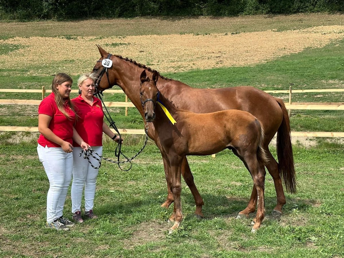 Austriacki koń gorącokrwisty Ogier 1 Rok 170 cm Kasztanowata in Amstetten