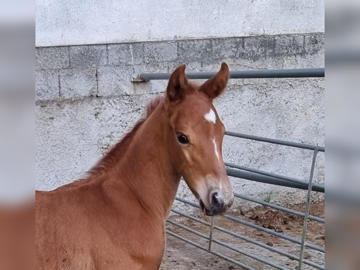 Austriacki koń gorącokrwisty Ogier 1 Rok Ciemnokasztanowata in Seekirchen