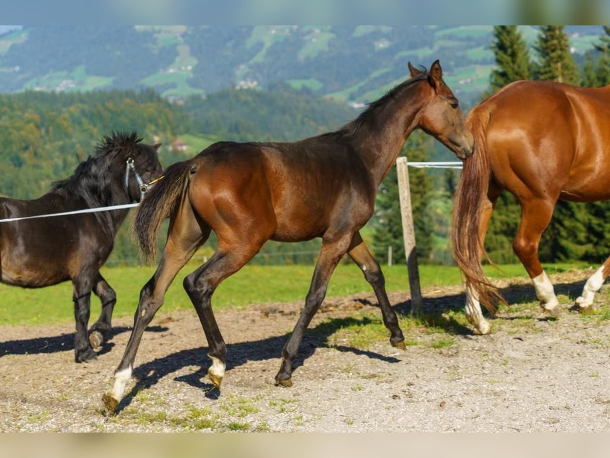 Austriacki koń gorącokrwisty Ogier 1 Rok Gniada in Hopfgarten