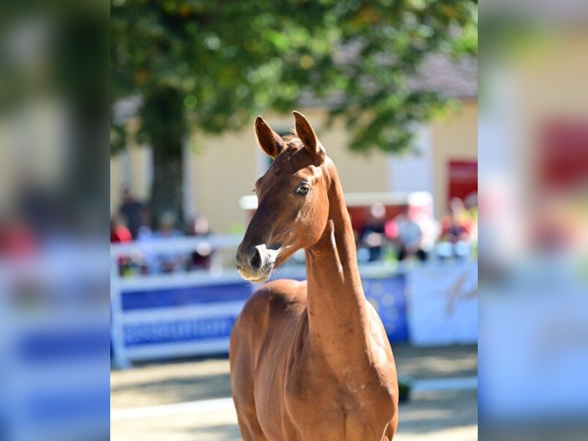 Austriacki koń gorącokrwisty Ogier Źrebak (01/2025) 170 cm Kasztanowata in Gleisdorf
