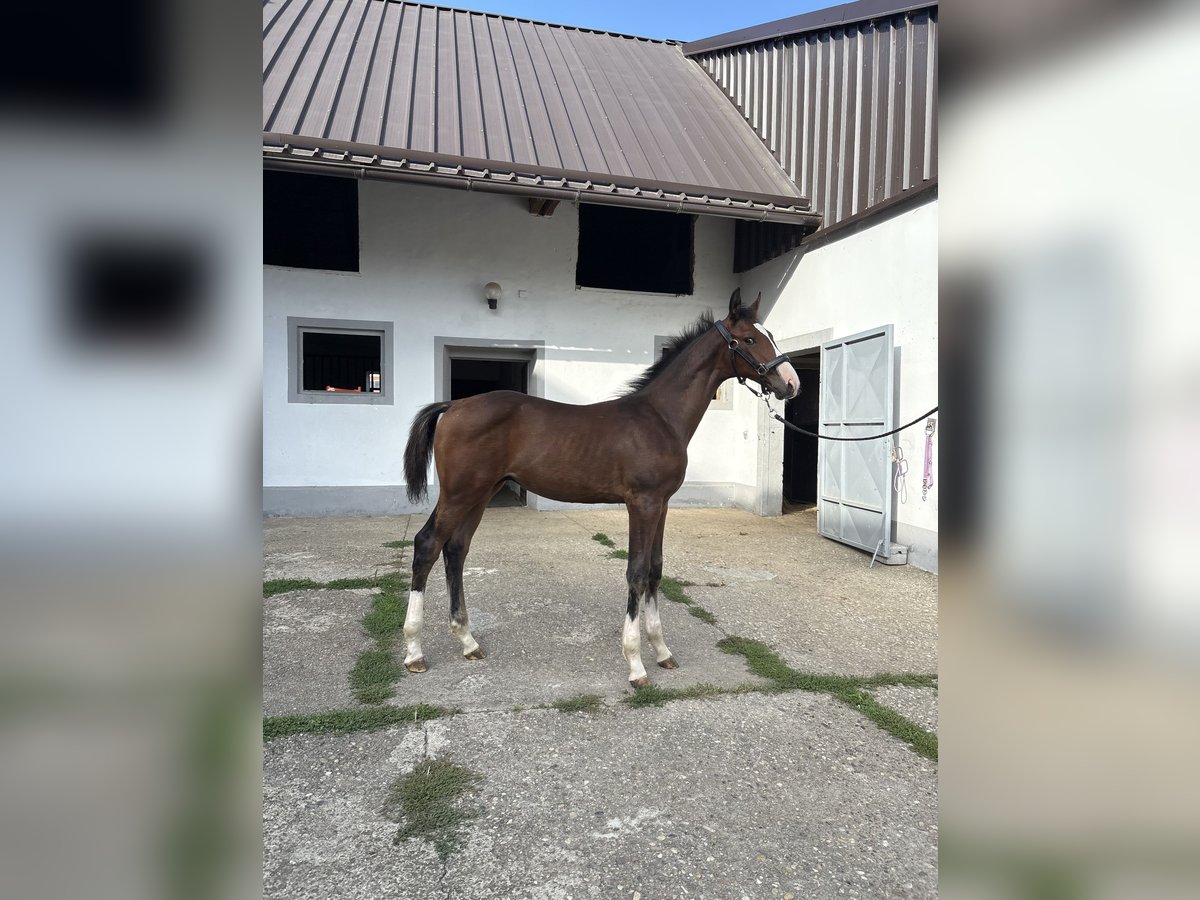 Austriacki koń gorącokrwisty Ogier Źrebak (05/2025) 172 cm Gniada in Bad Radkersburg