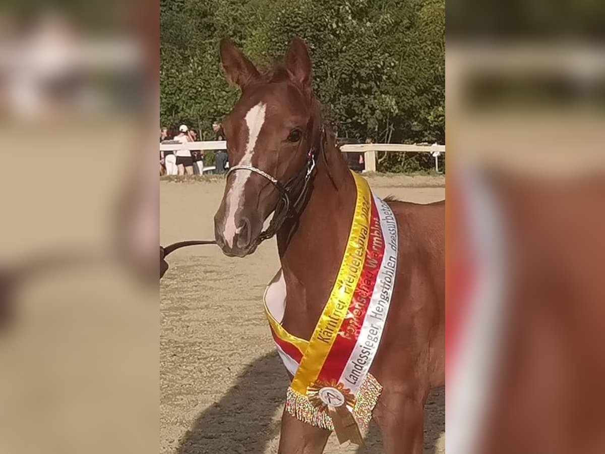 Austriacki koń gorącokrwisty Ogier Źrebak (05/2024) 175 cm Ciemnokasztanowata in Grosskirchheim