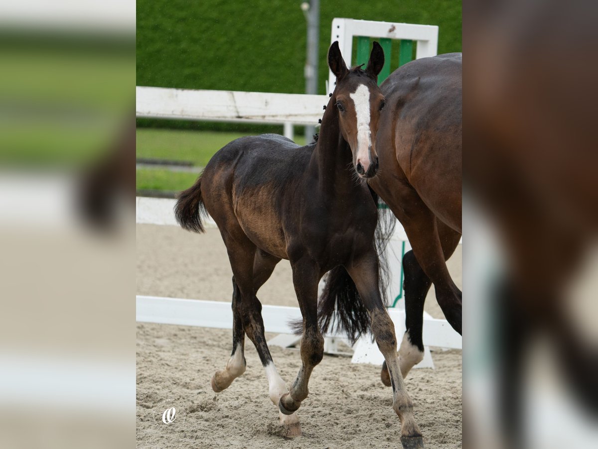 Austriacki koń gorącokrwisty Ogier Źrebak (05/2024) Ciemnogniada in Schöngumprechting