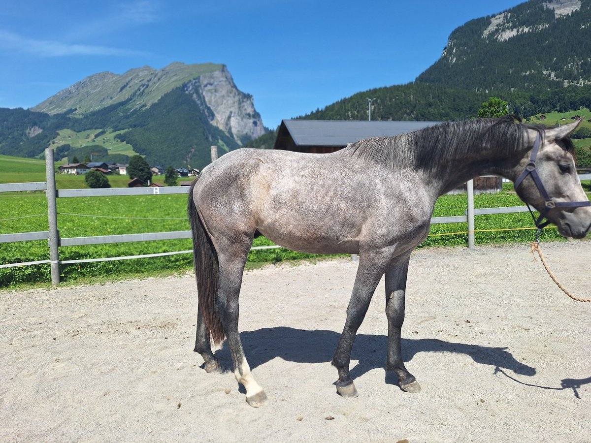 Austriacki koń gorącokrwisty Wałach 2 lat 170 cm Siwa jabłkowita in Au