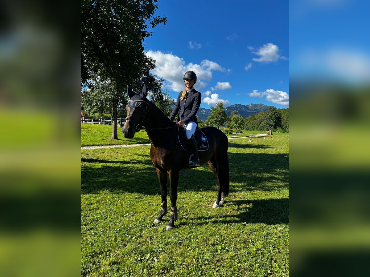 Austriacki koń gorącokrwisty Wałach 4 lat 162 cm Gniada in Lochen
