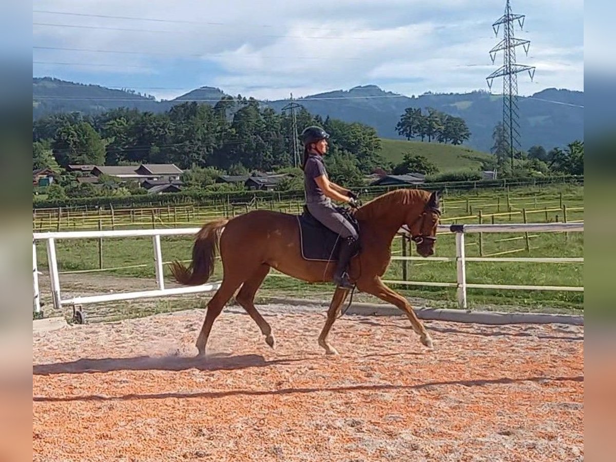 Austriacki koń gorącokrwisty Wałach 4 lat 168 cm Kasztanowata in Pöllau