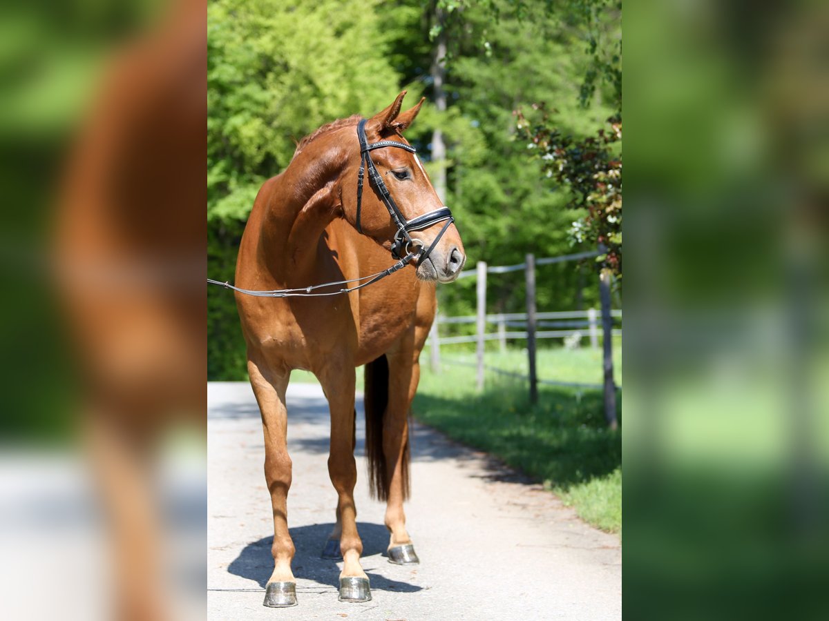 Austriacki koń gorącokrwisty Wałach 4 lat 169 cm Kasztanowata in Gleisdorf