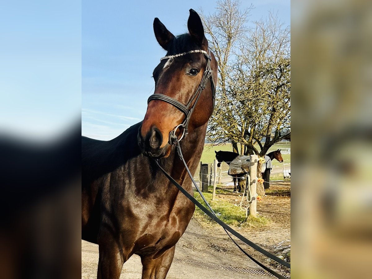 Austriacki koń gorącokrwisty Wałach 5 lat 170 cm Ciemnogniada in H&#xF6;hnhart