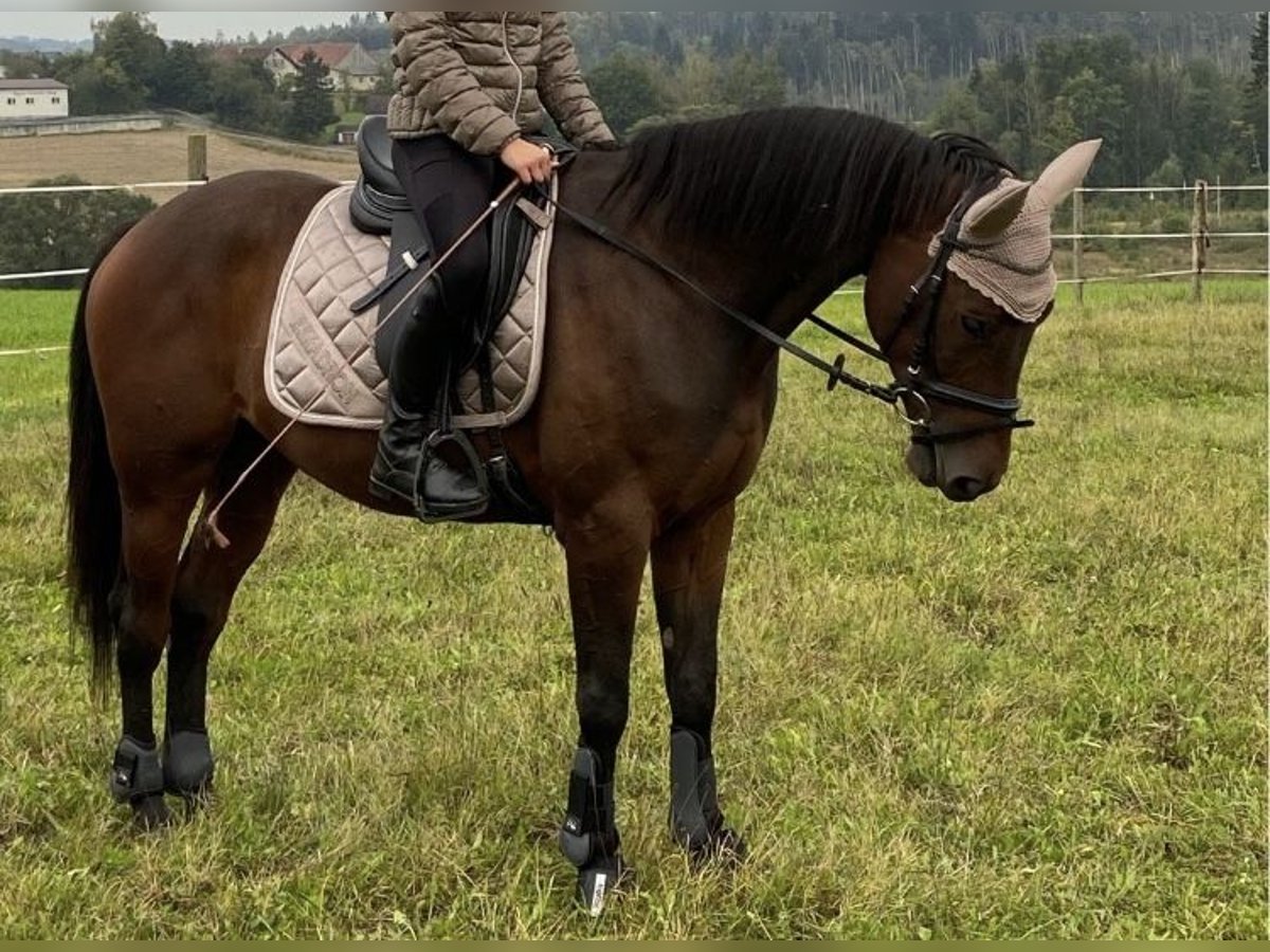 Austriacki koń gorącokrwisty Wałach 8 lat 152 cm Gniada in Hauzenberg