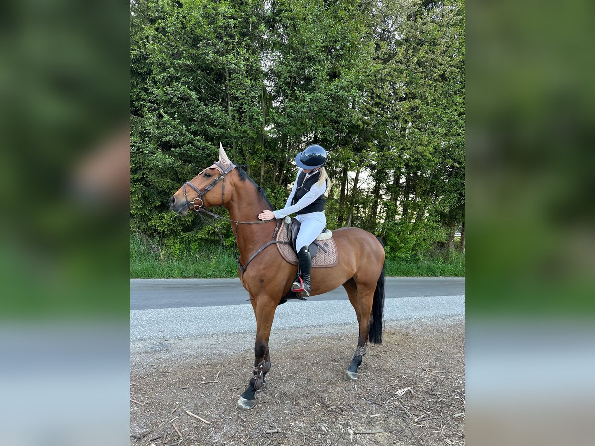 Austriacki koń gorącokrwisty Wałach 8 lat 168 cm Gniada in Schiedlberg