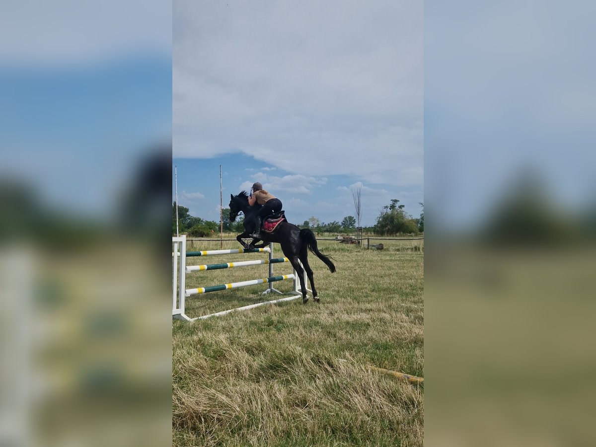 Austriacki koń gorącokrwisty Wałach 9 lat 165 cm Kara in Podersdorf am See