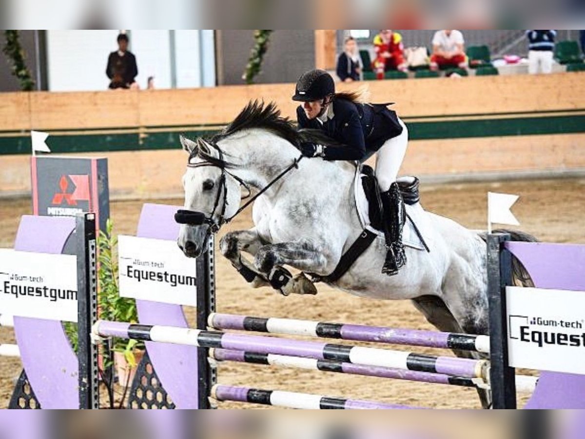 Austriacki koń gorącokrwisty Wałach 16 lat 166 cm Siwa jabłkowita in Bergland