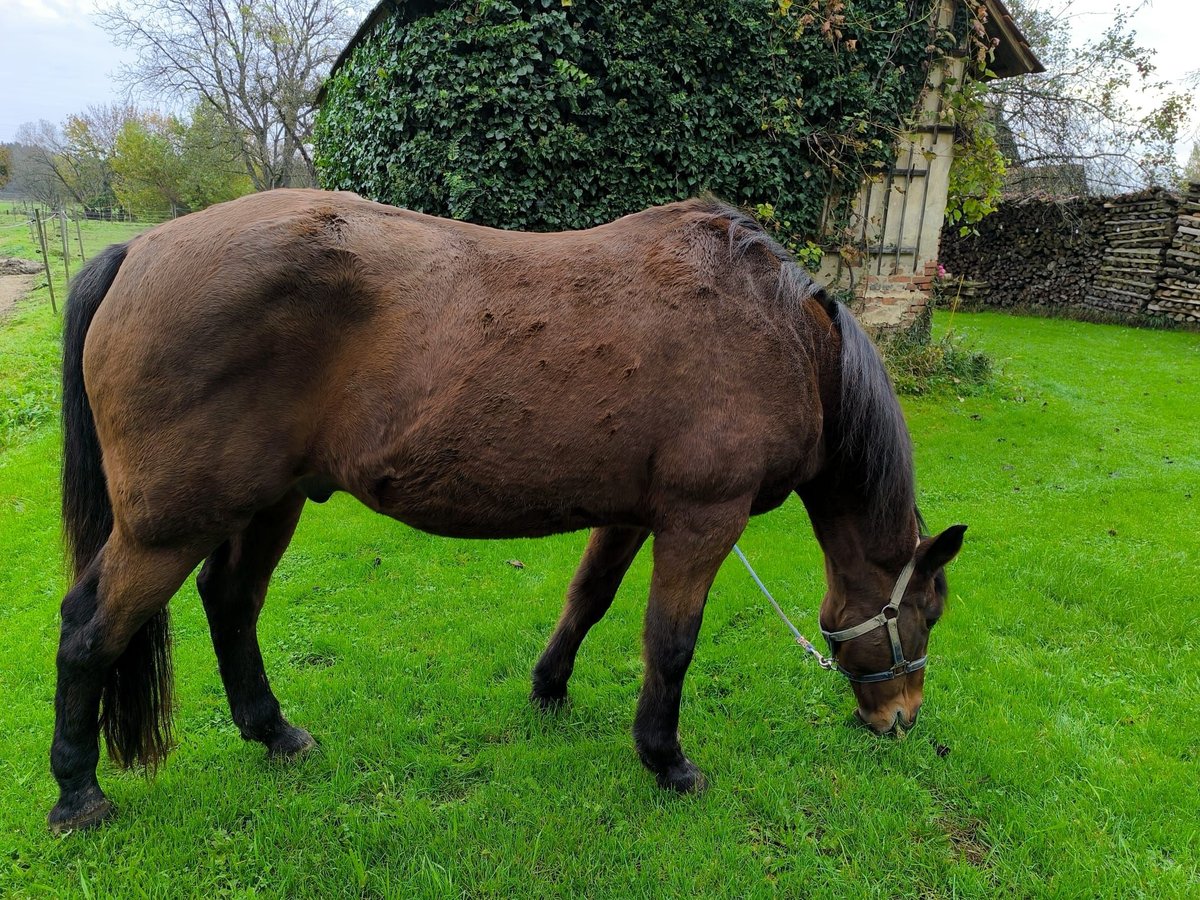 Austriacki koń gorącokrwisty Wałach 19 lat 160 cm Gniada in Bad Blumau