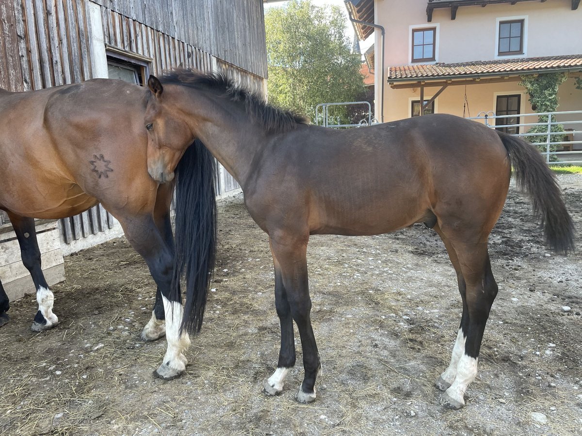 Austriacki koń gorącokrwisty Wałach 1 Rok 175 cm Gniada in Handenberg