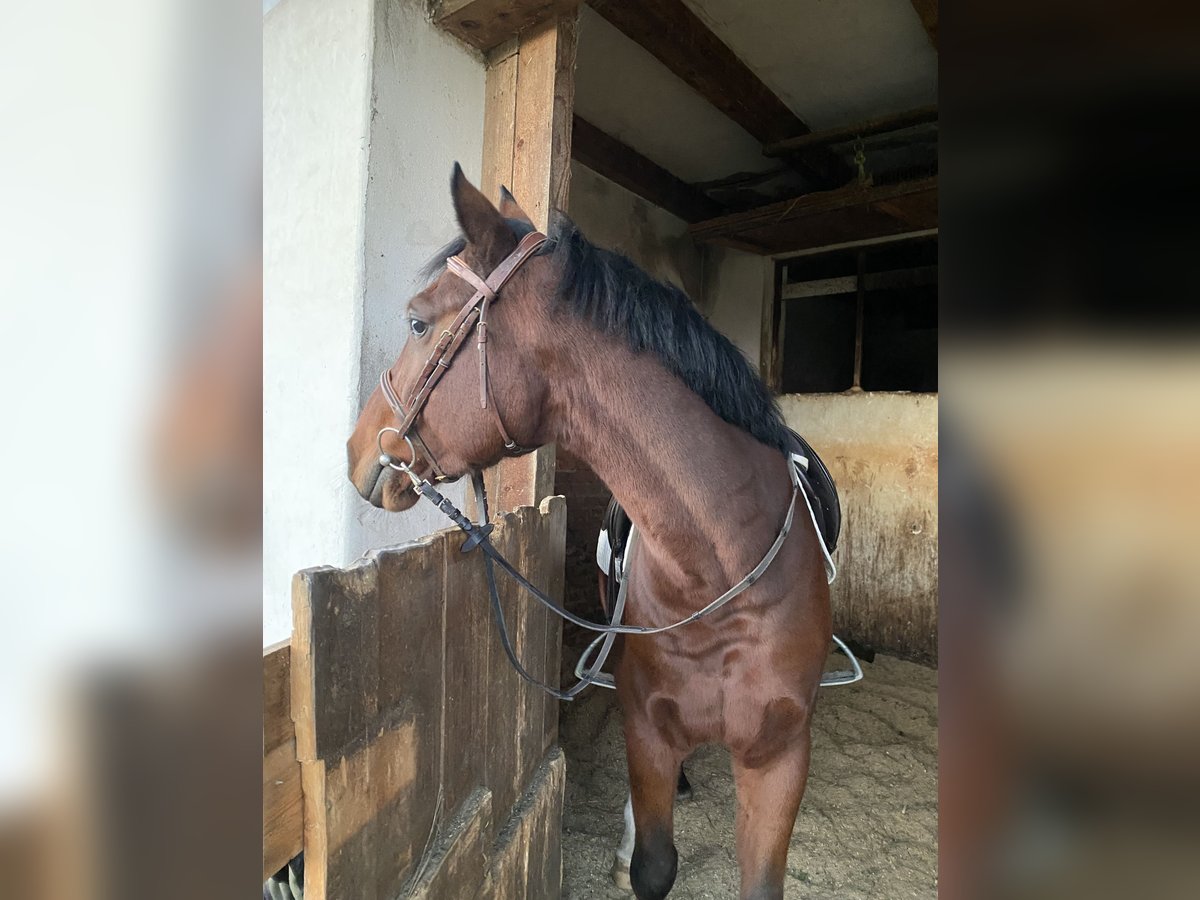 Austriacki koń gorącokrwisty Wałach 5 lat 145 cm Gniada in St. Stefan im Rosental