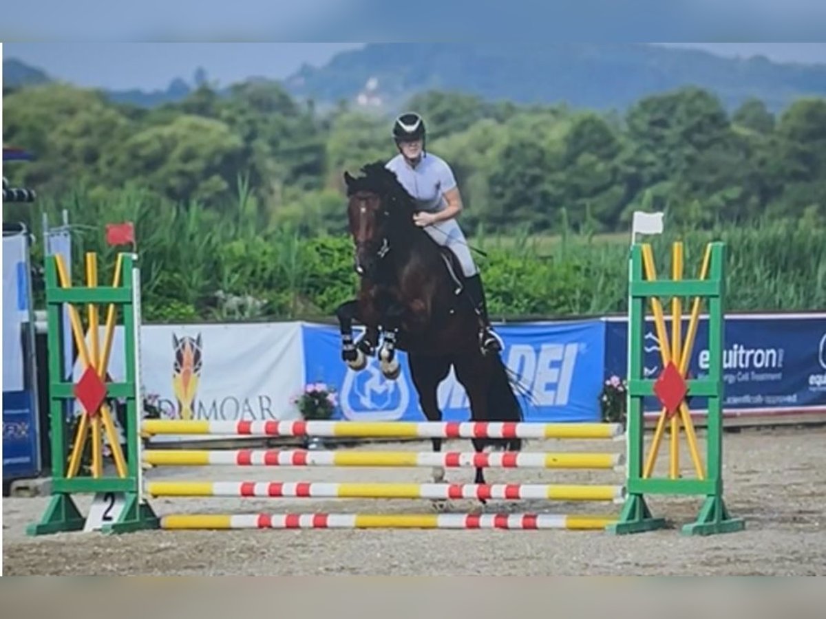 Austriacki koń gorącokrwisty Wałach 5 lat 160 cm Gniada in Pinkafeld