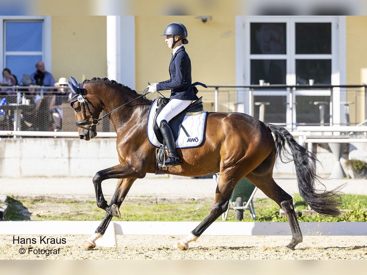 Austriacki koń gorącokrwisty Wałach 5 lat 169 cm Gniada in Stadl-Paura