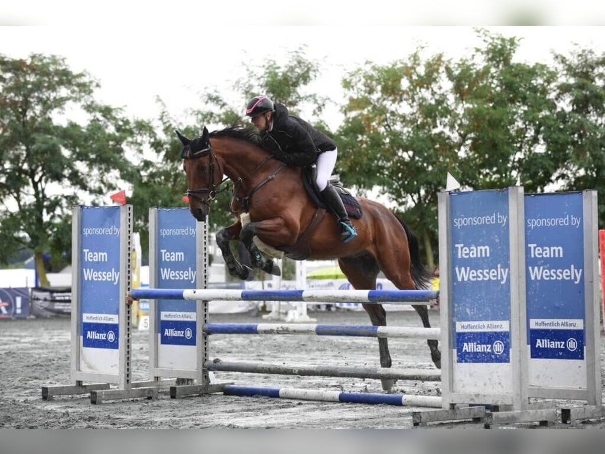 Austriacki koń gorącokrwisty Wałach 6 lat 167 cm Gniada in Rudersdorf