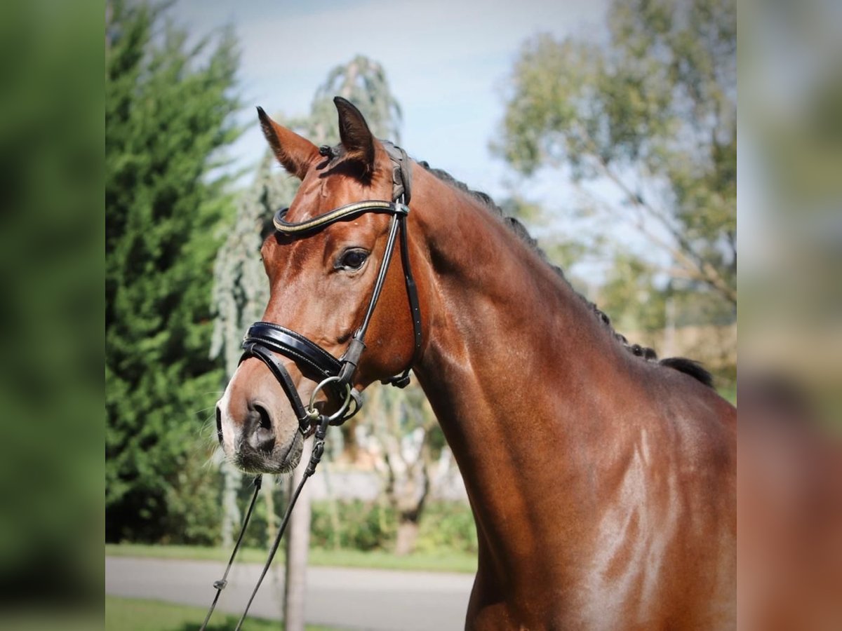 Austriacki koń gorącokrwisty Wałach 6 lat 170 cm Gniada in Gastern