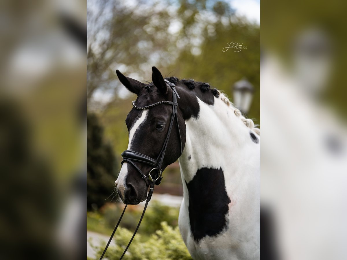 Austriacki koń gorącokrwisty Wałach 6 lat 175 cm Srokata in Aachen