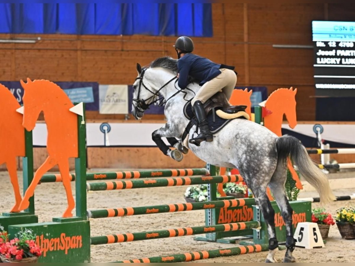 Austriacki koń gorącokrwisty Wałach 9 lat 166 cm Siwa in Leobendorf