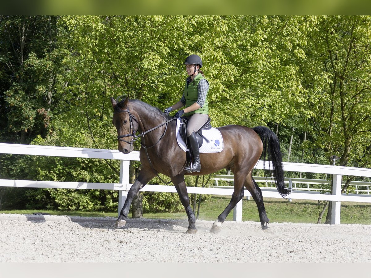 Austriaco Castrone 17 Anni 160 cm Baio scuro in Ampflwang