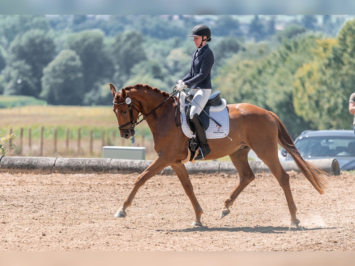 Austriaco Castrone 4 Anni 169 cm Sauro in Gleisdorf
