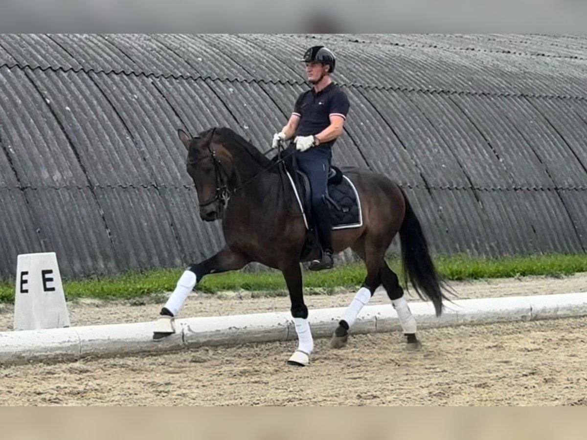 Austriaco Castrone 5 Anni 165 cm Baio scuro in Schwechat