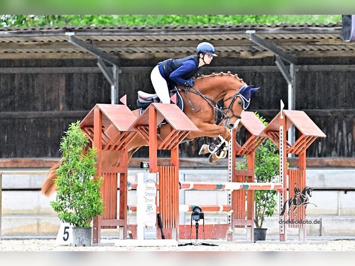 Austriaco Castrone 5 Anni 165 cm Sauro in Allershausen