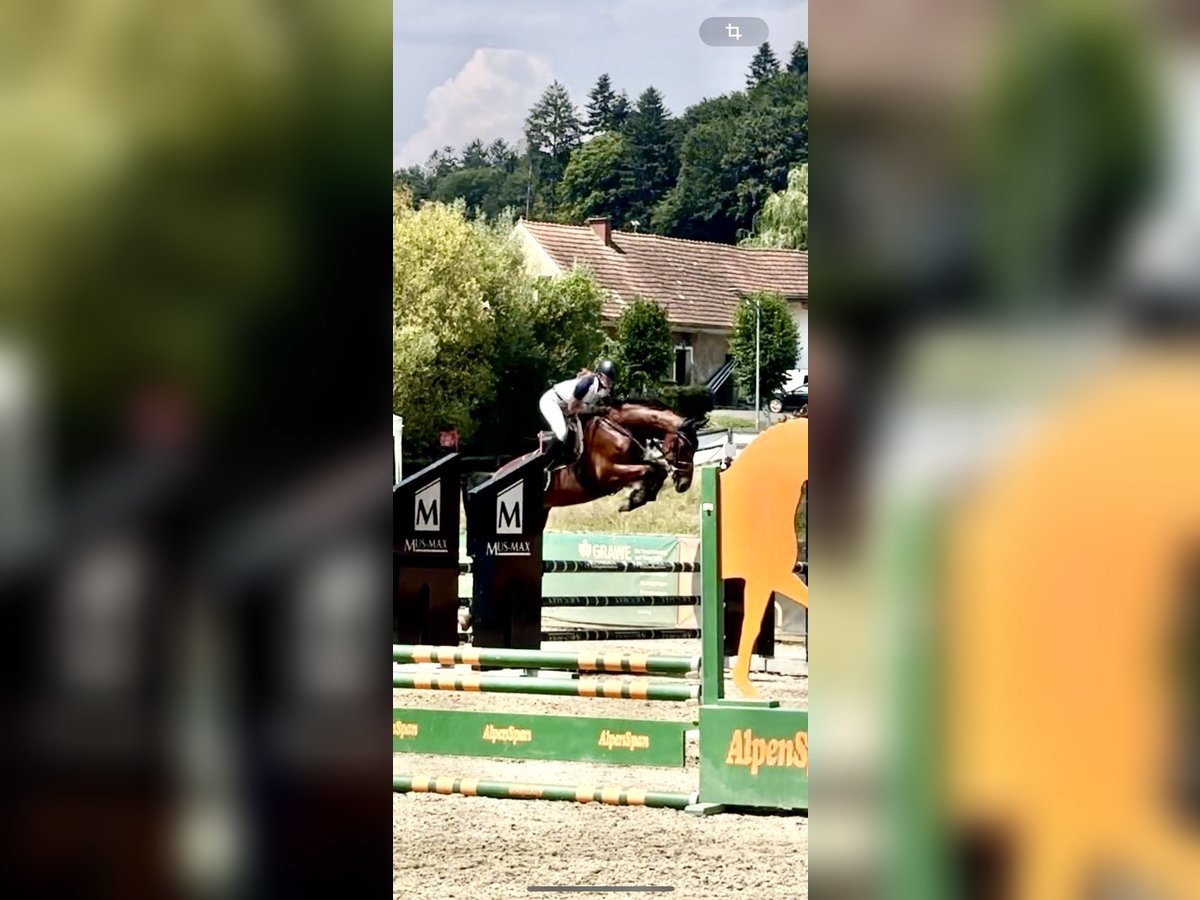 Austriaco Castrone 6 Anni 162 cm Baio in Hart bei Graz