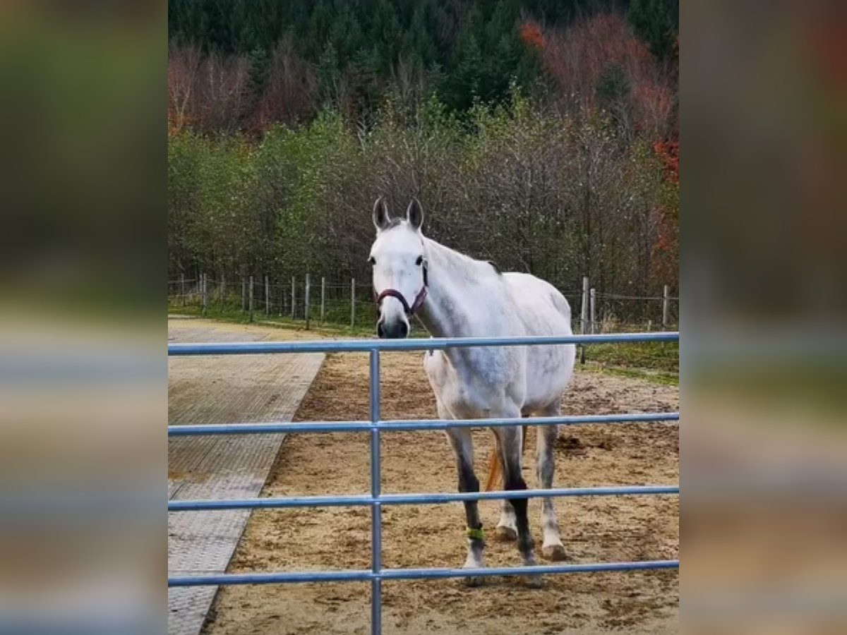 Austriaco Giumenta 10 Anni 165 cm Grigio in St. Peter in der Au