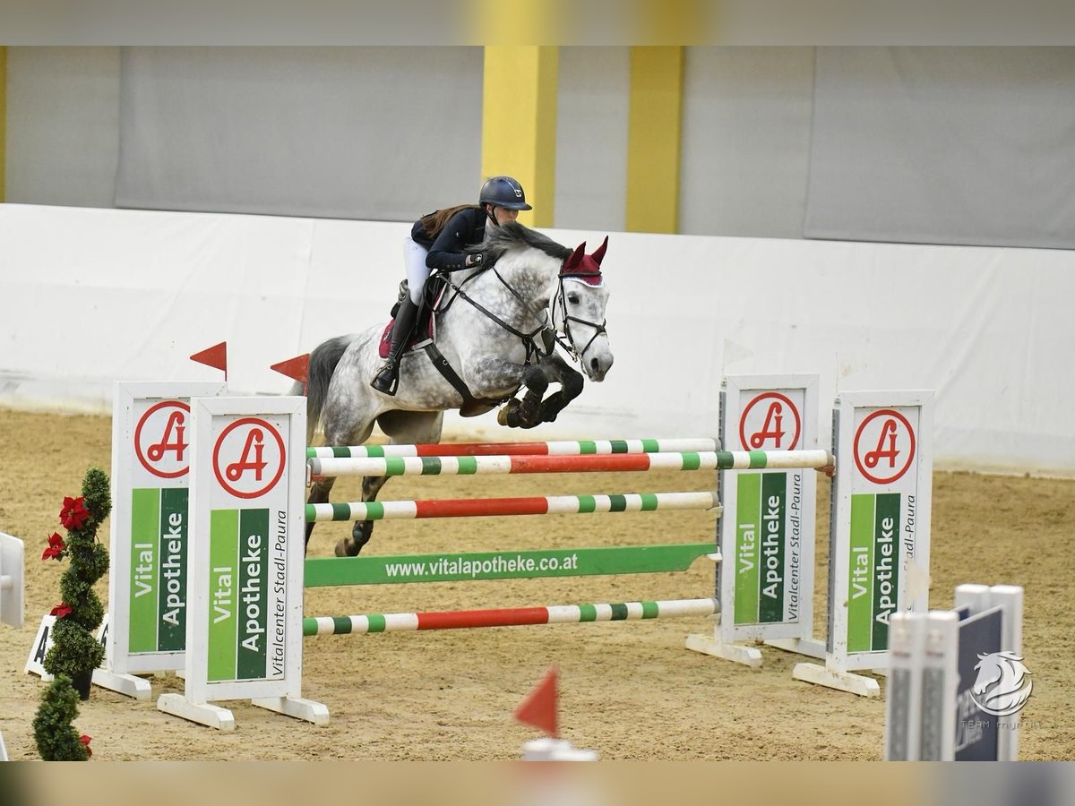 Austriaco Giumenta 10 Anni 173 cm Grigio in Linz
