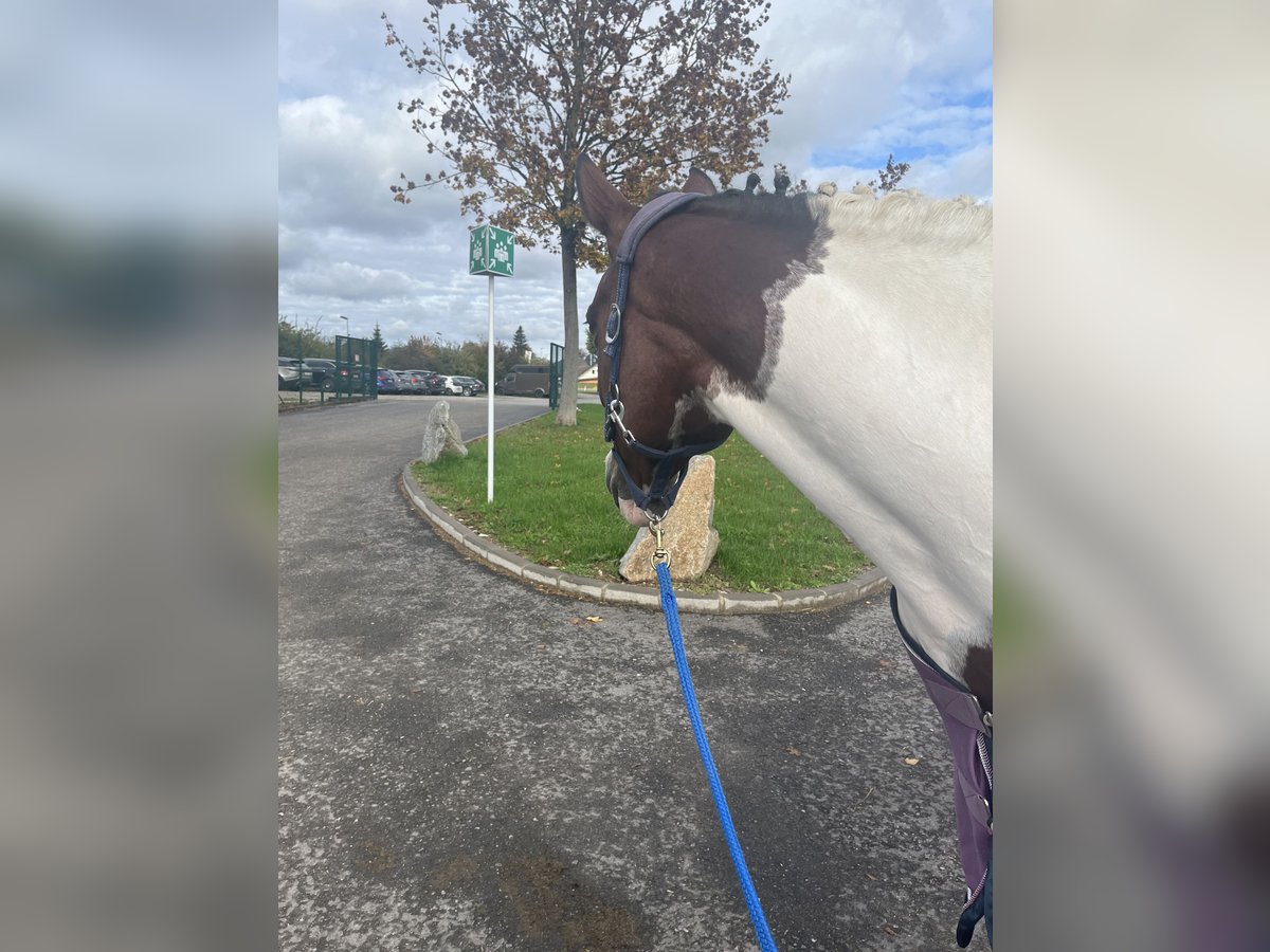 Austriaco Giumenta 13 Anni 158 cm Pezzato in Berndorf