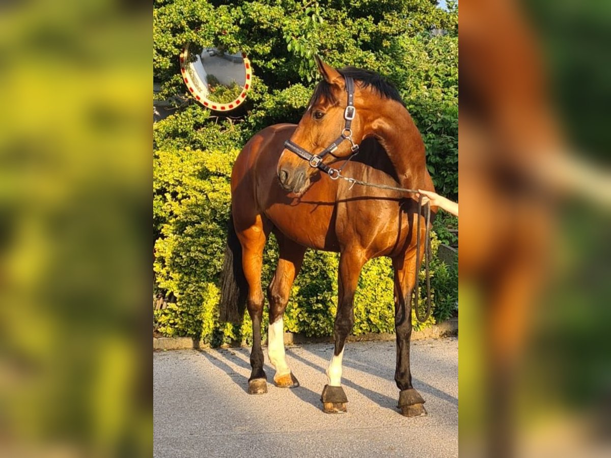 Austriaco Giumenta 16 Anni 170 cm Baio in Wieselburg