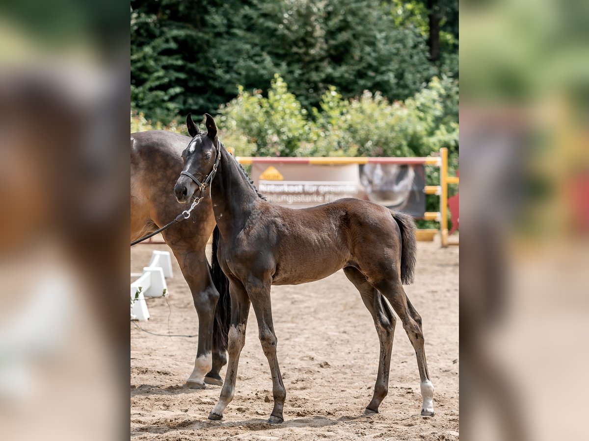 Austriaco Giumenta 1 Anno Morello in Stadtschlaining