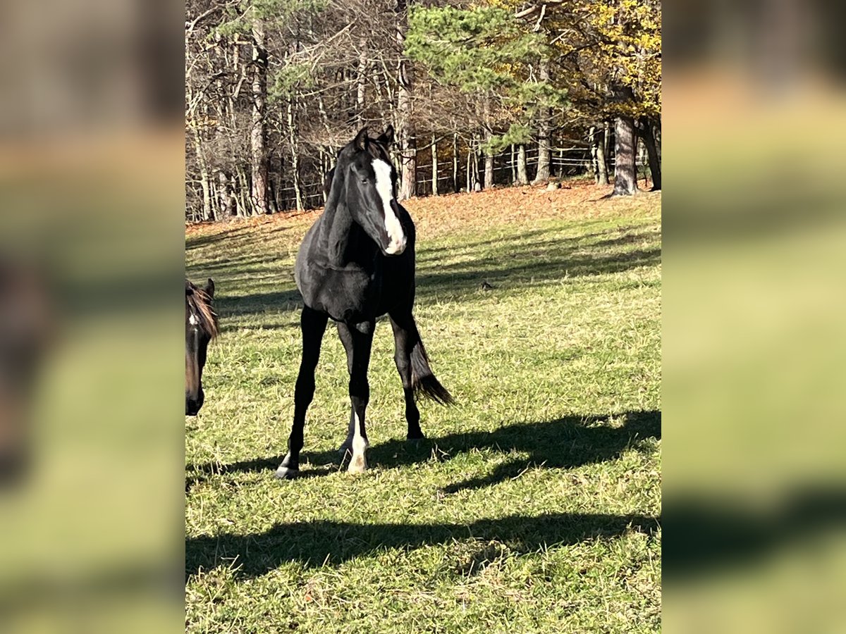 Austriaco Giumenta 2 Anni 163 cm Morello in Heiligenkreuz